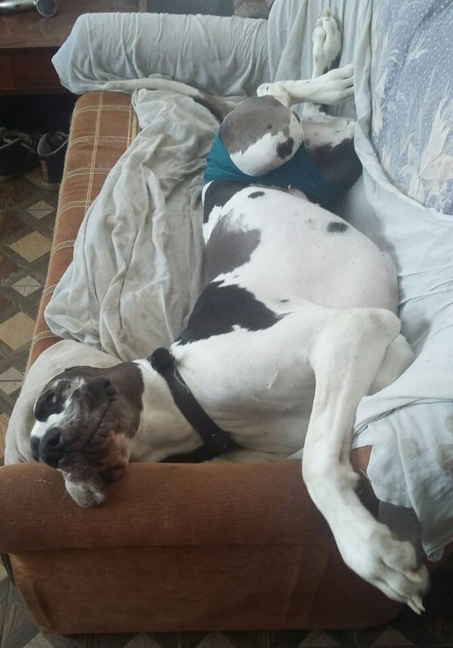 Anga and Rem. Acquaintance. - My, Great Dane, friendship, Vacation, Longpost, Dog