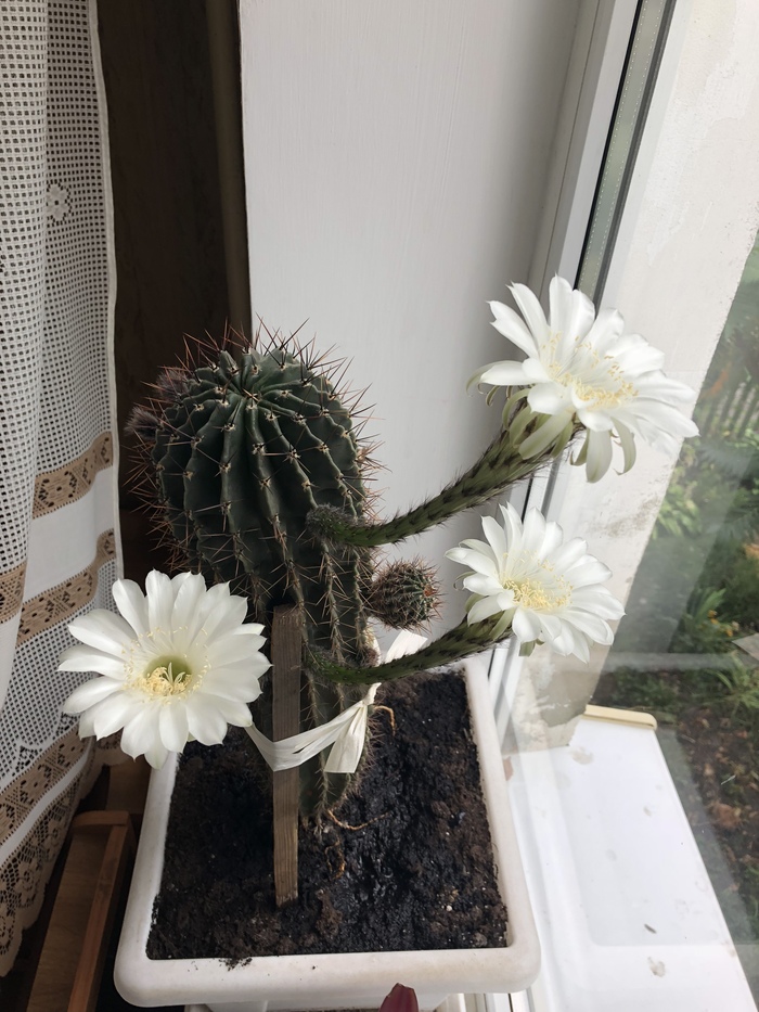 Blooming cactus - My, Cactus, Flowers