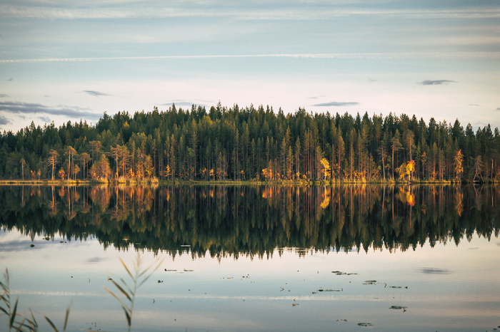 Forest Lake - My, Lake, Autumn, Forest, Reflection, Golden hour, The photo