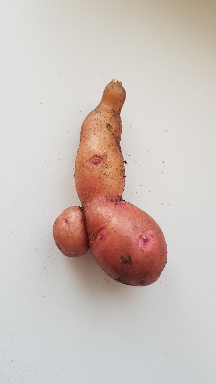 unique potato - My, Potato, Vegetables, Humor