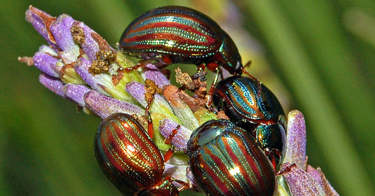 Chrysolina Americana.