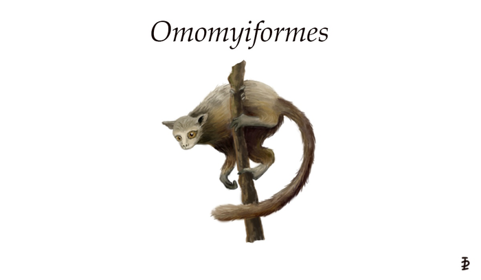 Adapiformes  Omomyiformes , , , Noosphere Studio