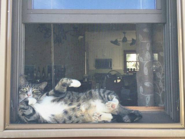 Do nothing, then rest - cat, Window, Lies, Relax, Milota