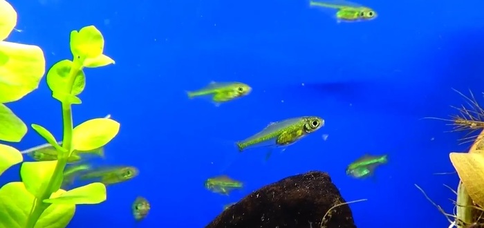 Зеленый неон (микрорасбора Кубота, расбора куботаи)