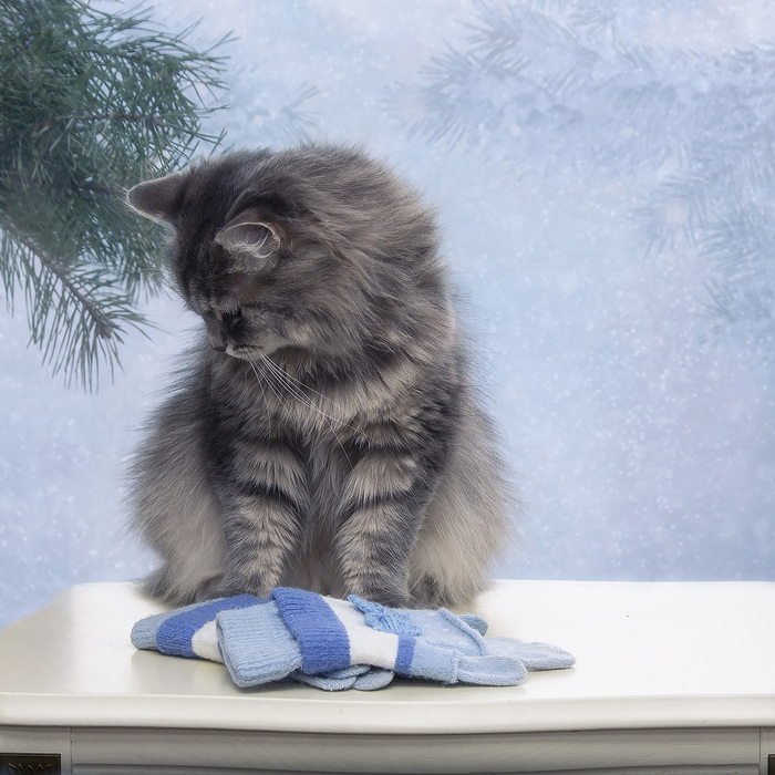 Well, I'm ready for winter. - cat, Milota, Fluffy, Table, Gloves, The winter is coming
