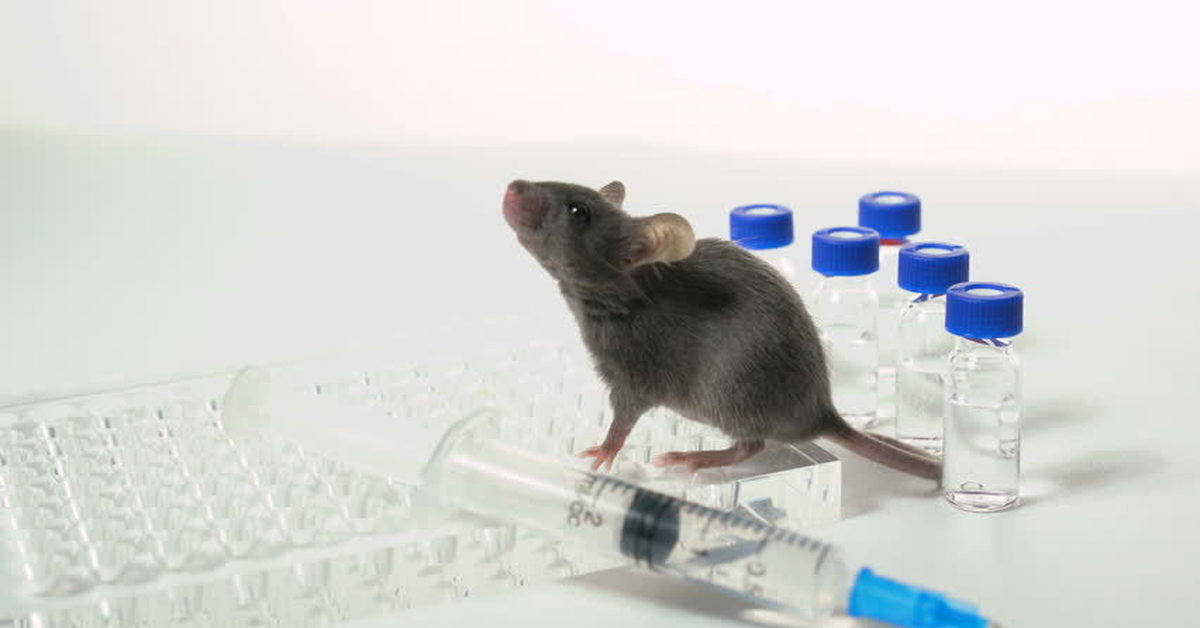 Чистая линия мышей. Лабораторные мыши. Опыты на мышах. Лабораторные Грызуны. Мыши в лаборатории.