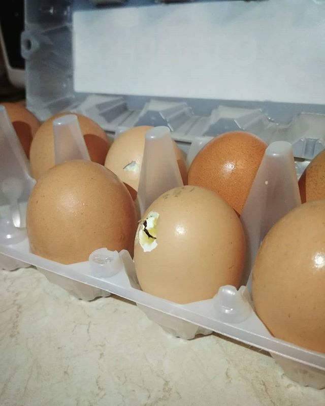 Яйца Которые Продаются В Магазине Это Пустышки