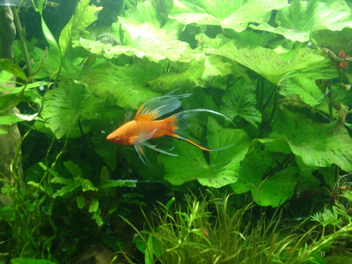 Forked swords - My, Animals, Longpost, Aquarium fish, Aquarium