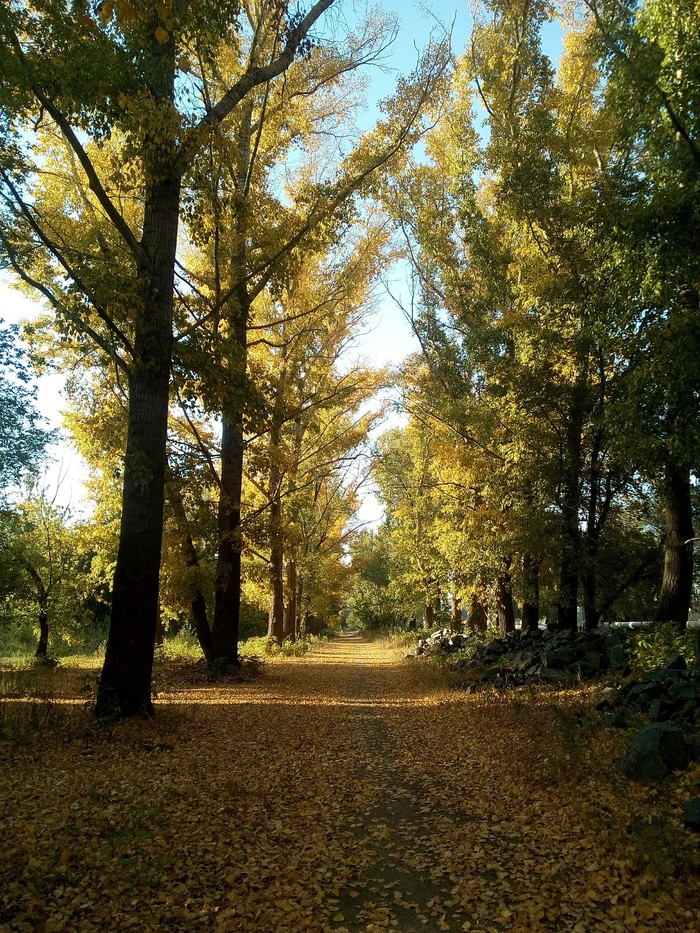 Road to autumn. - My, Autumn, Nature, Photo on sneaker