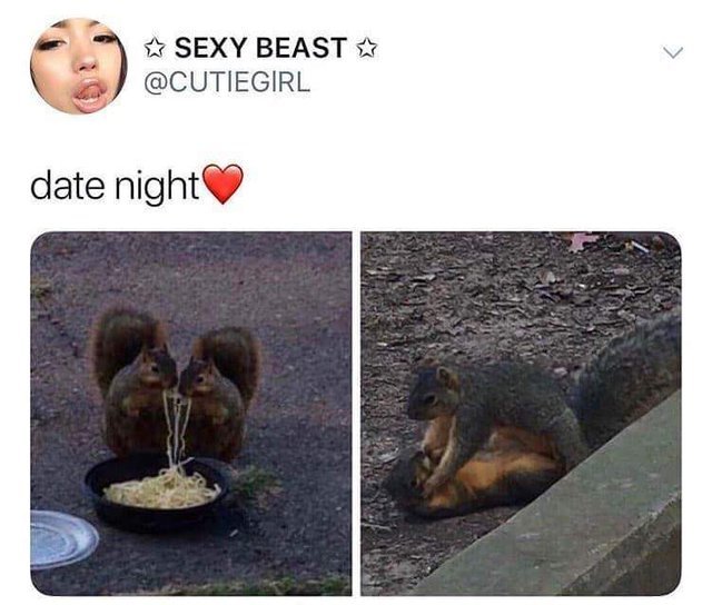 typical date - Squirrel, Date, Food, Bed, Twitter