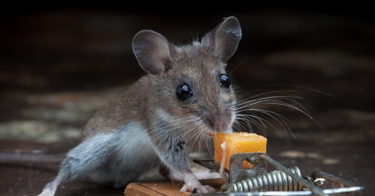 Видеть во живых мышей. Мышка. Мышь квартирная. Дом мышки. Мышка Живая.
