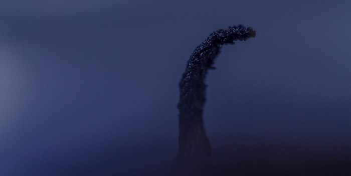 Loch Ness monster - My, Macro, Canon, Macro photography, Macro rings, 