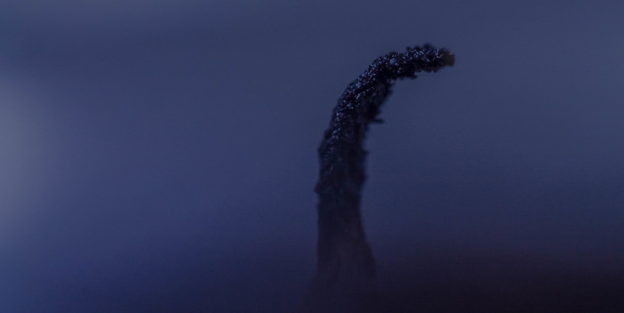 Loch Ness monster - My, Macro, Canon, Macro photography, Macro rings, Macrocosm