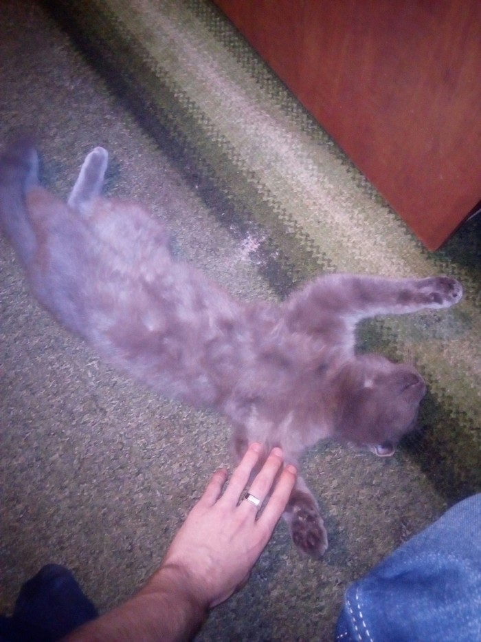 Когда коту плевать, в какой позе спать)