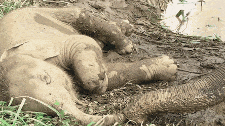 Слониха использует свой хобот чтобы проверить дышит ли её спящий детёныш