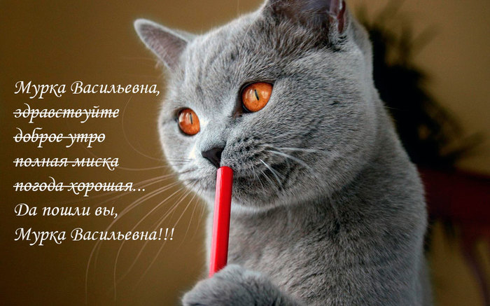 Hello or Good morning? - Text, Literacy, My, Russian language, Picture with text, cat