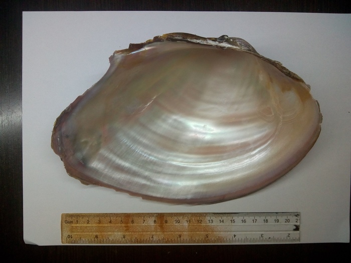 Речные монстры. Река, Ракушки, Астрахань, Длиннопост, Перловица, Река Волга