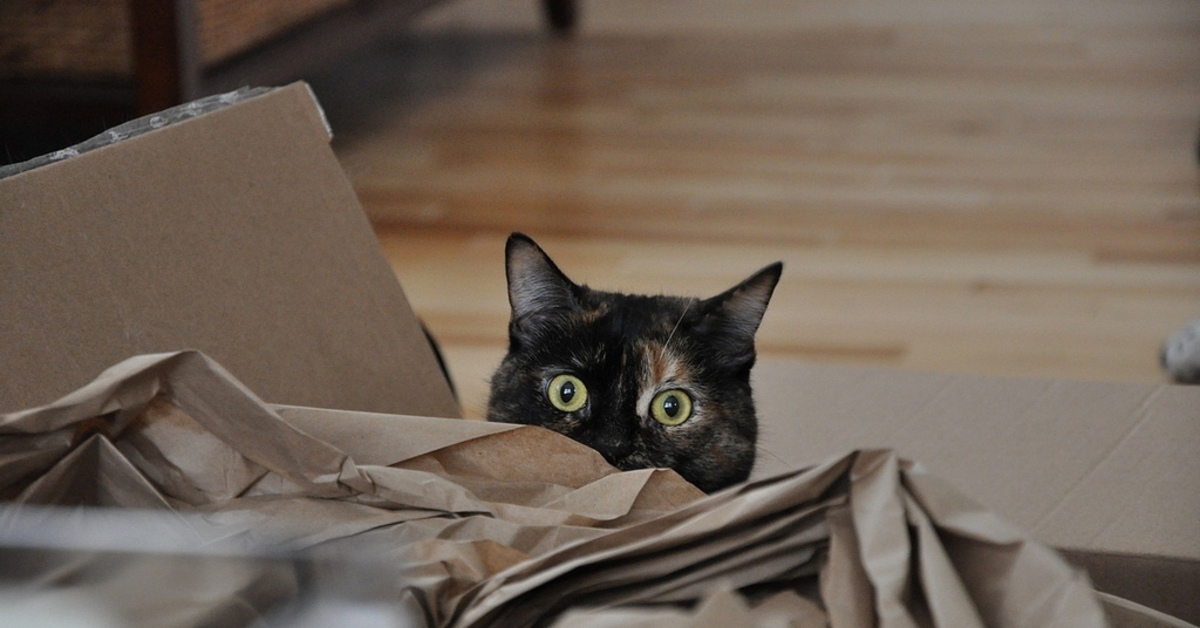Keep hiding. Котик несет пакет. Кот за углом. Под прямым углом кот. Коты и наркотики.