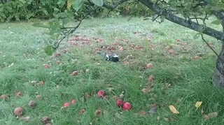 забродившие яблоки