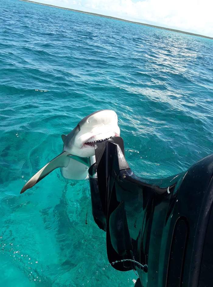 Kus - Shark, Sea, A boat, The photo, Great white shark