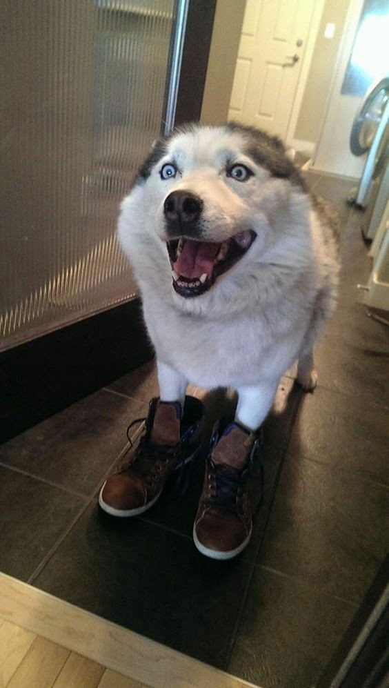 Fuck, husky is cool. - Husky, Dog, Milota, Longpost, Funny animals