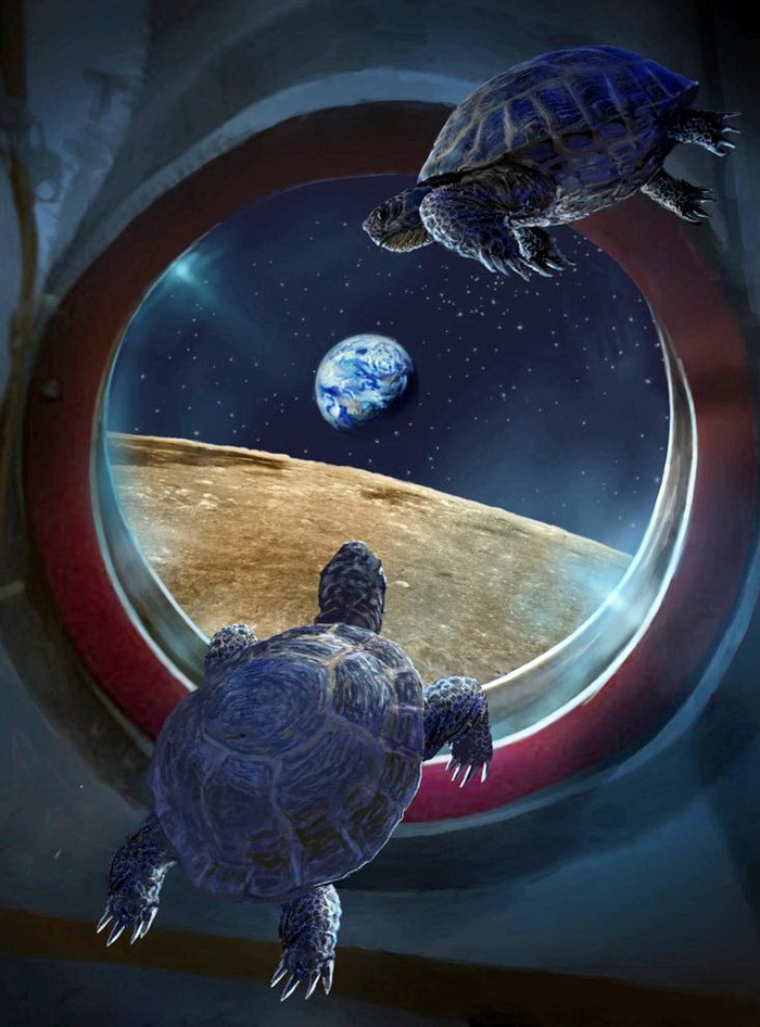Советские черепахи облетают Луну