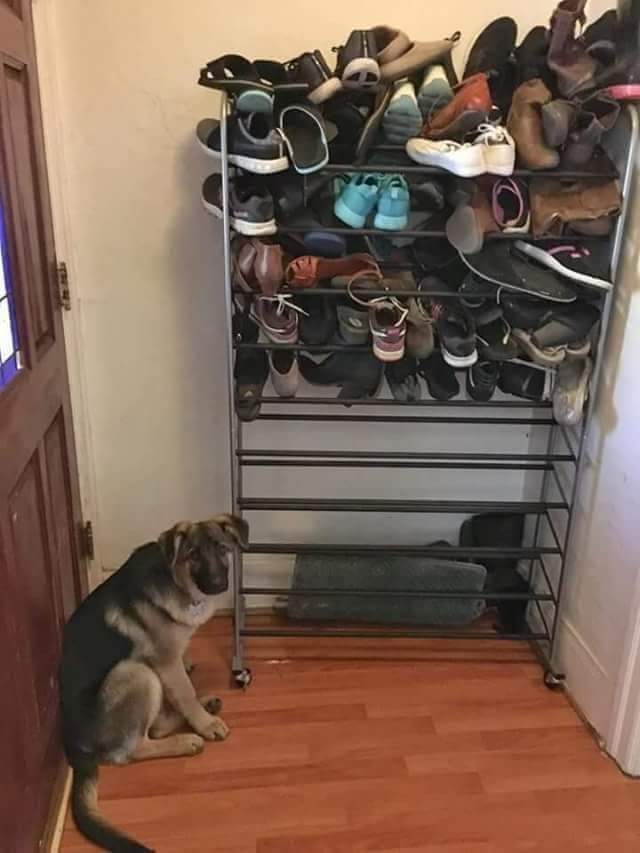 What kind of people ... - Dog, Shoes