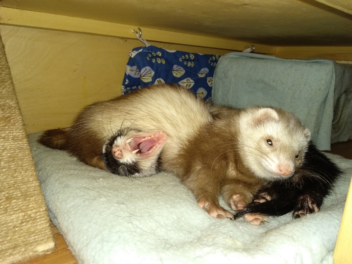 For help! I got crushed - My, Ferret, Pets, Animals