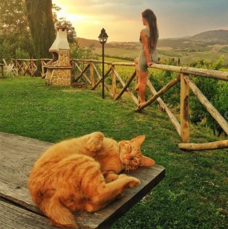 You can't just take and leave the cat behind the scenes - cat, Redheads, Beautiful, The photo