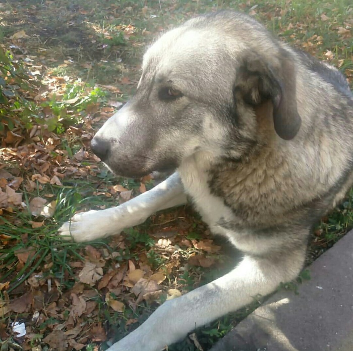 Help find the owner - My, Dog, Kindness, Longpost, Found a dog, Help, No rating, Helping animals