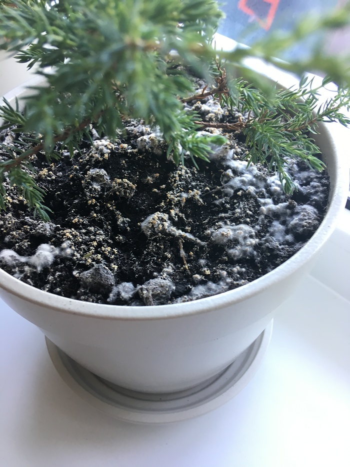 What's this? - Plants, Flowers, Disease, Mold, Longpost