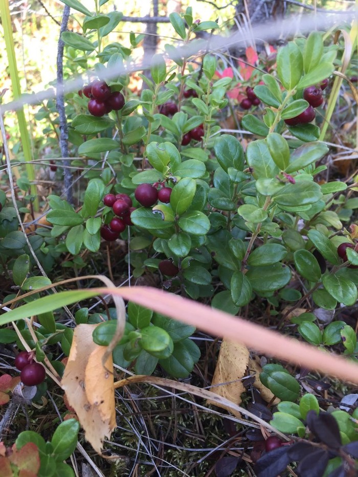 Осенняя брусника | Пикабу