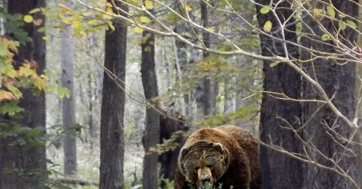 Огромный людоед. Бурый медведь Уссурийская Тайга. Бурый медведь в тайге. Медведь в лесу.