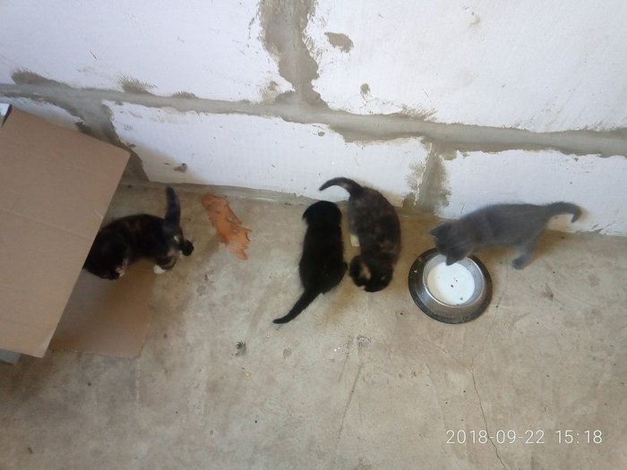 Into good hands. - My, Kittens, I will give, In good hands, Tambov, Milota, cat, No rating