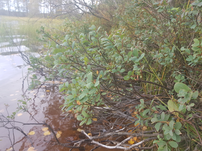 Пикабушное выживание часть 3. Отчёт. Поход, Выживание, Шалаш, Пвд, Природа, Длиннопост