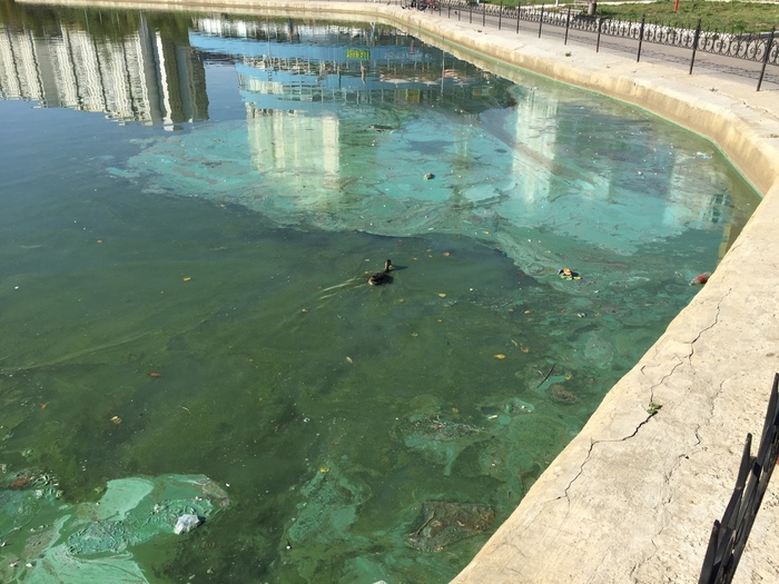 Oh pond, oh paint. - My, Pond, Protection of Nature, Moscow, Longpost