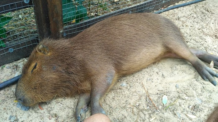 capybarism - My, Capybara, Animals, GIF, Longpost, Rodents