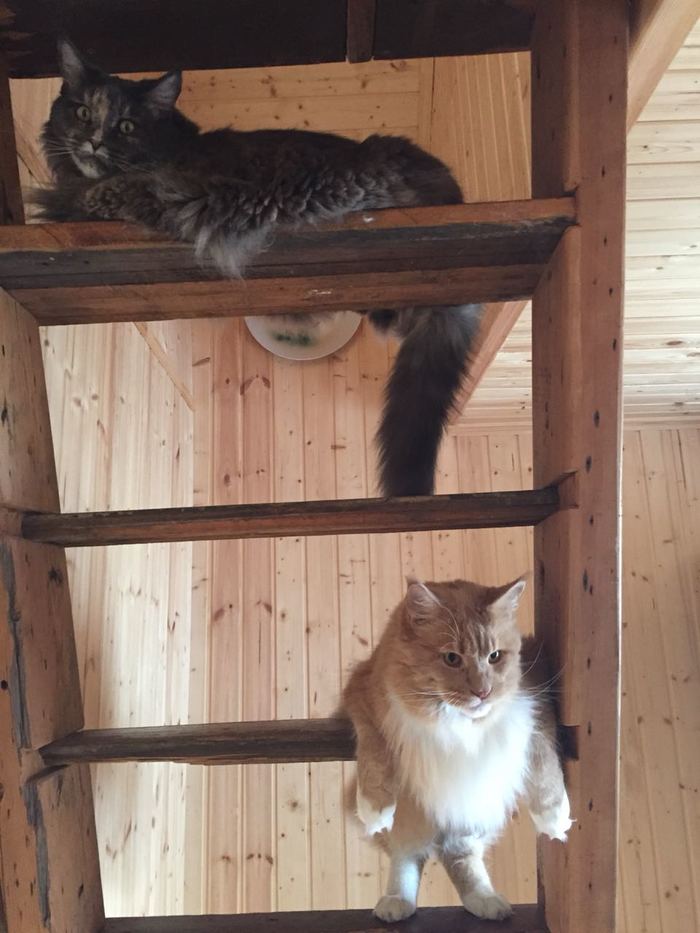 When you can't fit on a step - cat, Maine Coon, Stairs