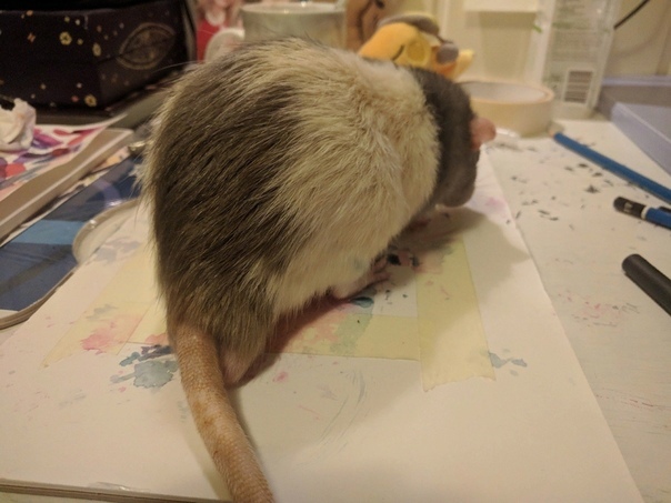 Rat abstract art. - Rat, Artist, Pets, Watercolor, Longpost