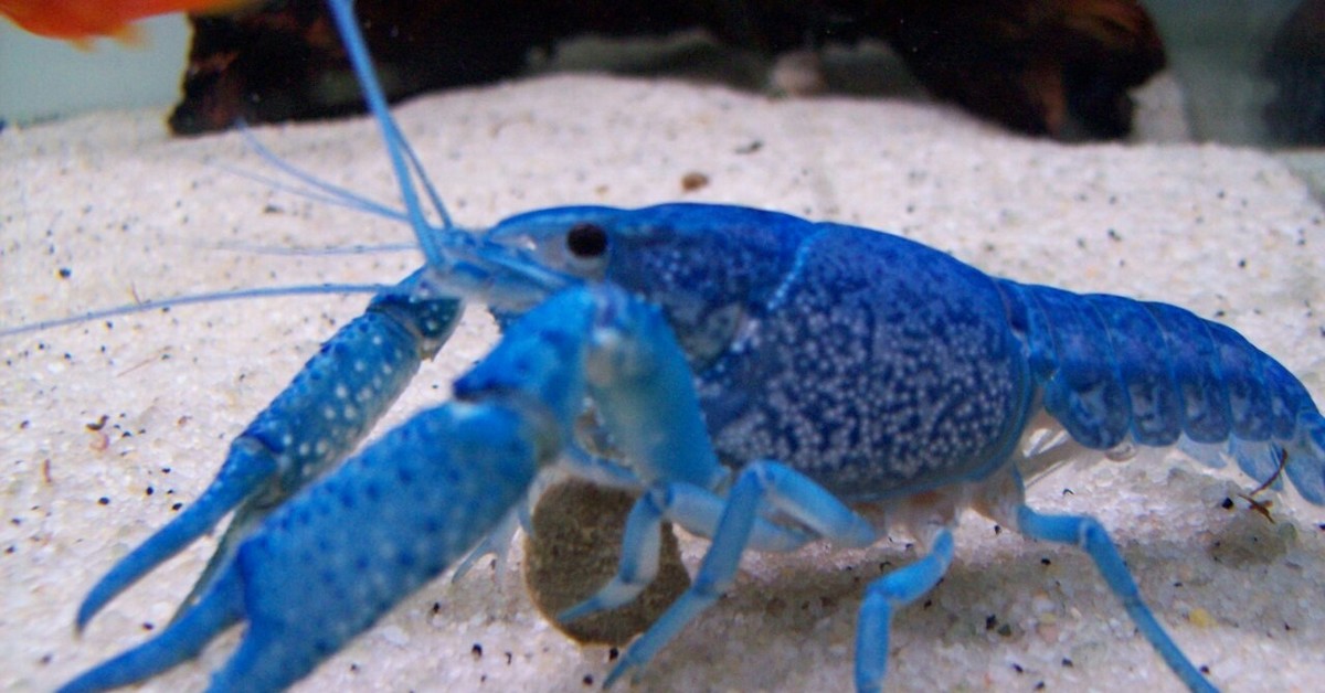 Голубые живут. Флоридский Омар. Флоридский синий краб. Procambarus alleni синий Флоридский рак.. Блу лобстер.