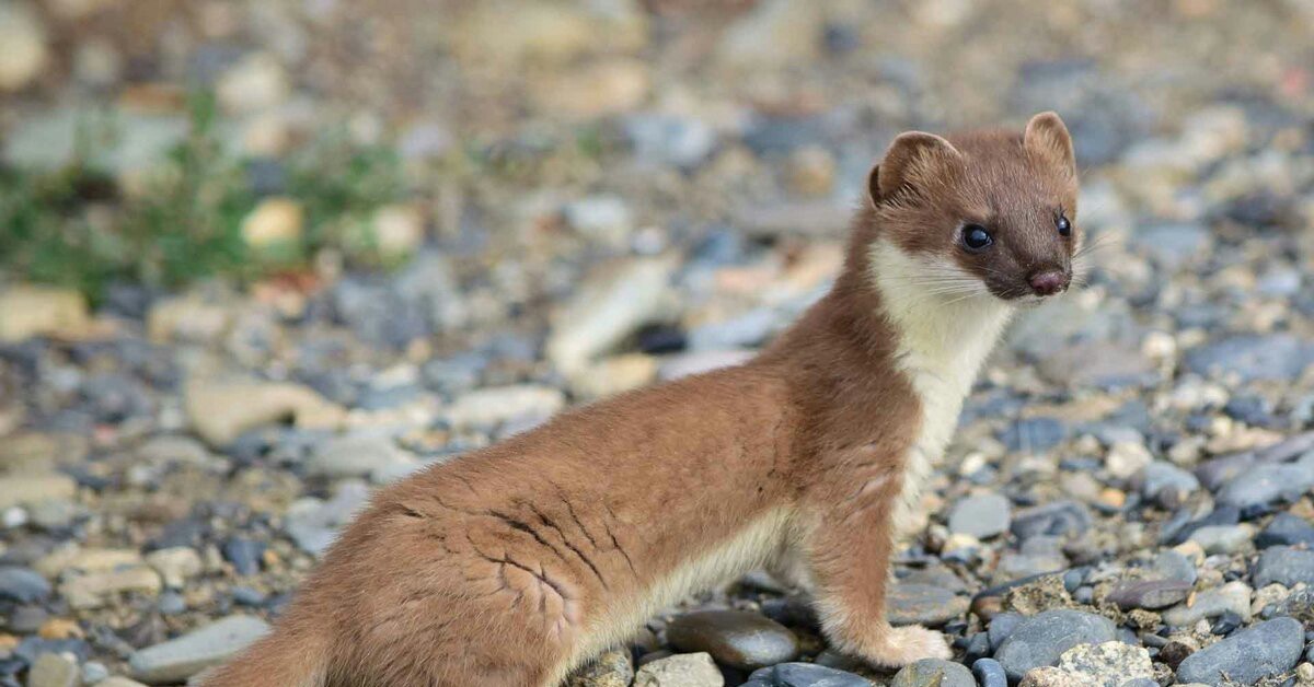 К чему снится ласка зверек. Горноста́й Mustela erminea. Хорек ласка куница норка. Восточно Сибирский горностай. Тобольский горностай.