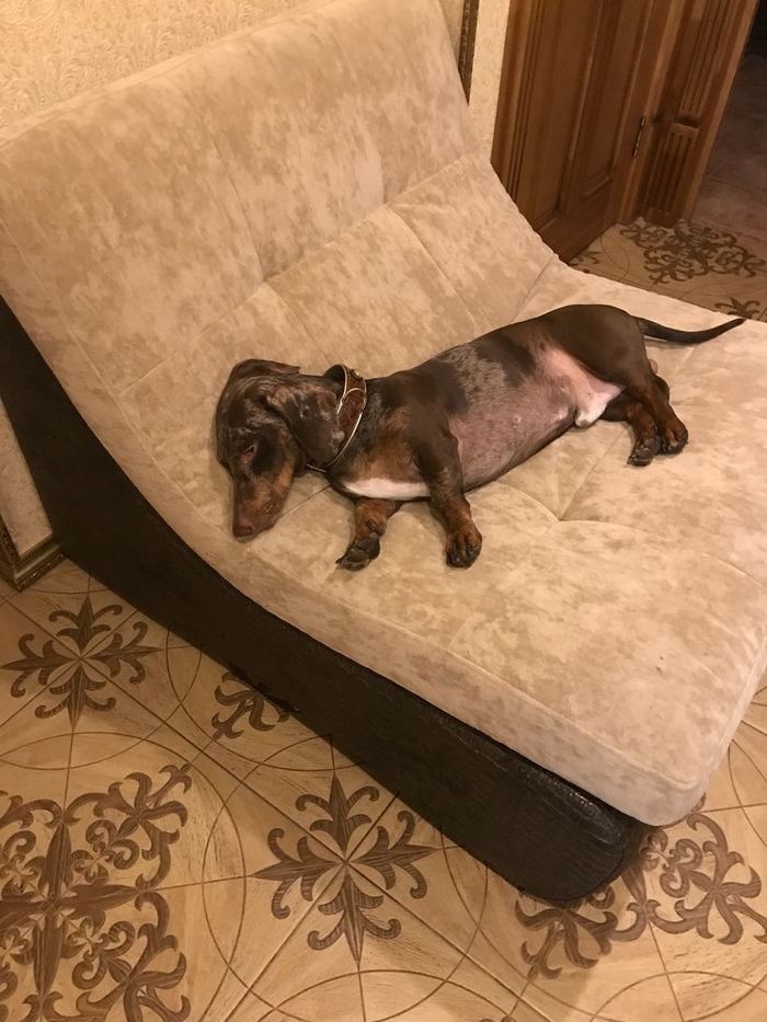 Dachshund ran for two days on the roadway in Moscow [Good hands found] - My, Dachshund, Found a dog, The dog is missing, Marble dachshund, Longpost