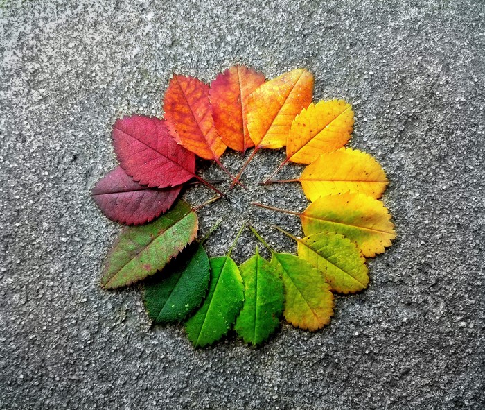 Autumn rainbow. - My, Autumn, Palette, Nature, Mobile photography, Leaves, Rainbow, Smartphone, The photo