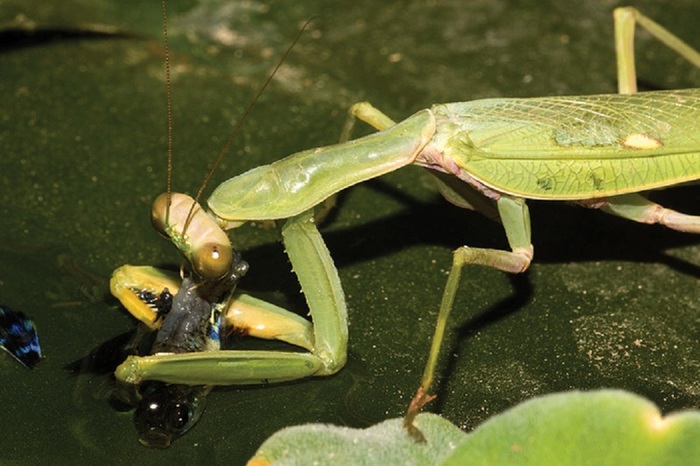 Praying mantises learned to fish - My, Mantis, A fish, Insects, Evolution, Longpost