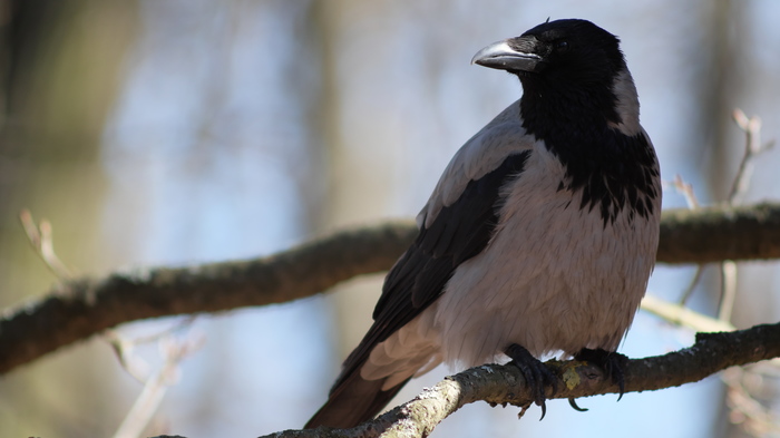 common crow - My, Crow, The photo, Shotgun, Tahir-3