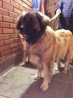 A caucasian was found in the Nizhneisetsk region of Yekaterinburg - Yekaterinburg, Found a dog, Dog, In good hands, No rating