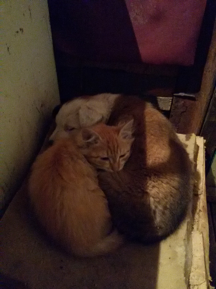 It got colder - My, cat, Puppies, My, Are warming up, Cold