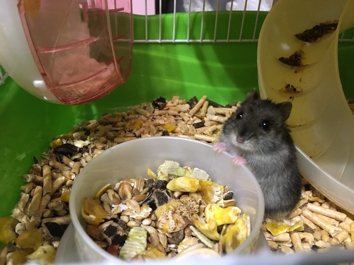 Hamster looking for a home [hamster found a home] - Hamster, In good hands, Tolyatti, No rating