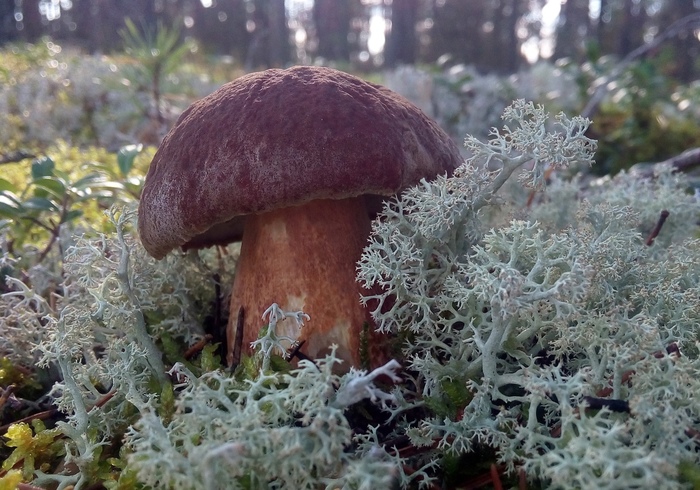 The season is like this! - Landscape, Mushrooms, Nature, Naturally, beauty