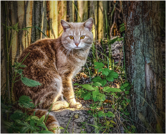 In the country - cat, Catomafia, The photo